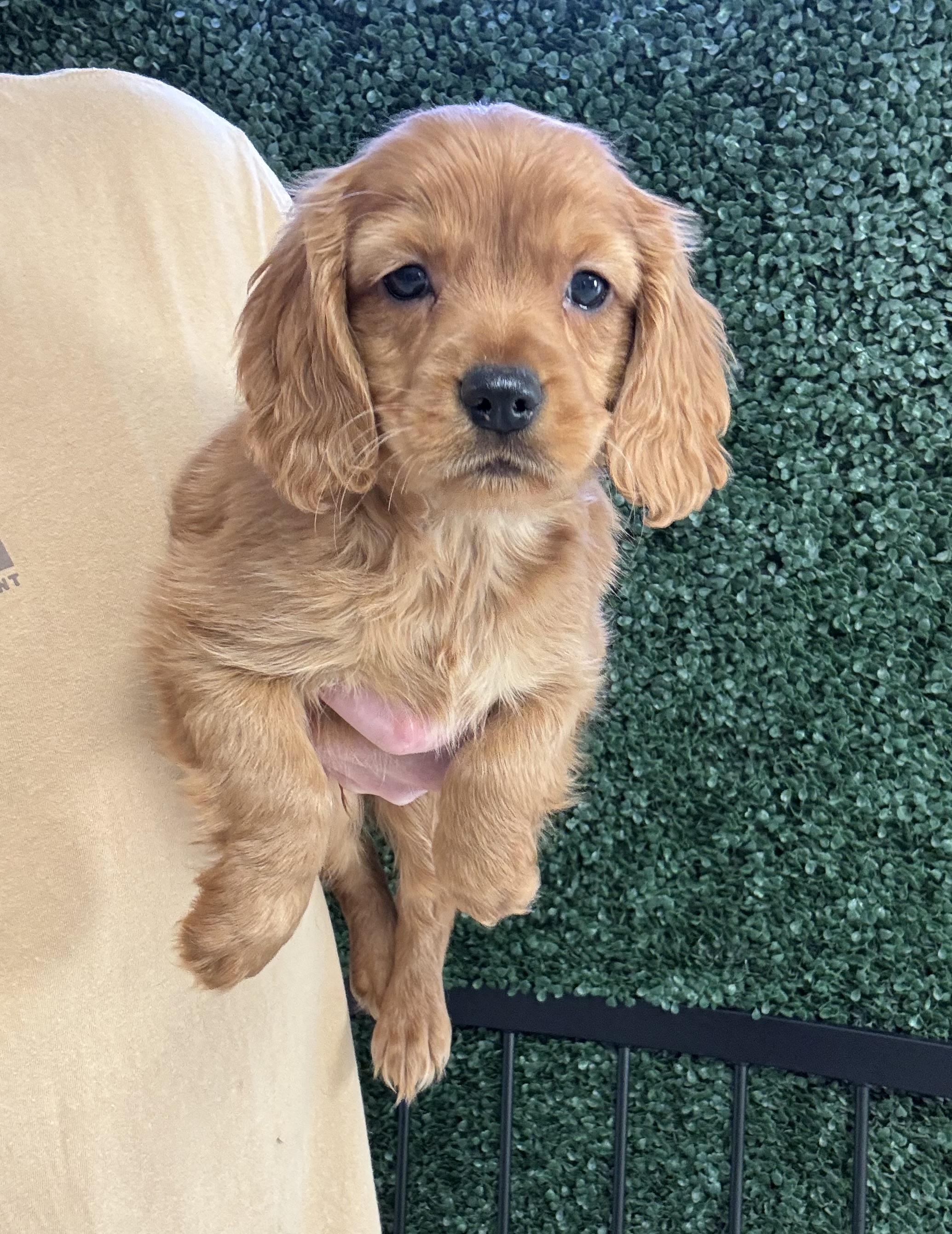 Mini Golden Retriever - 5001 Image #2