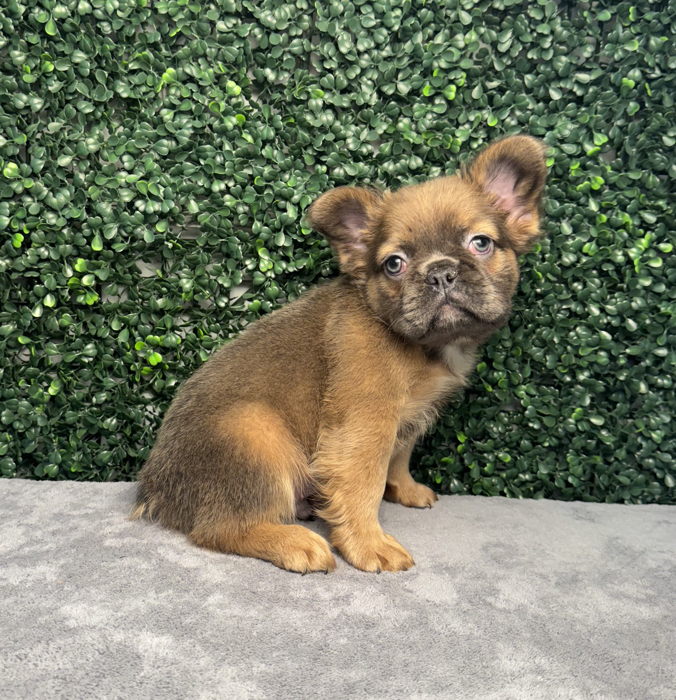 French Bulldog - 4998 Image #1