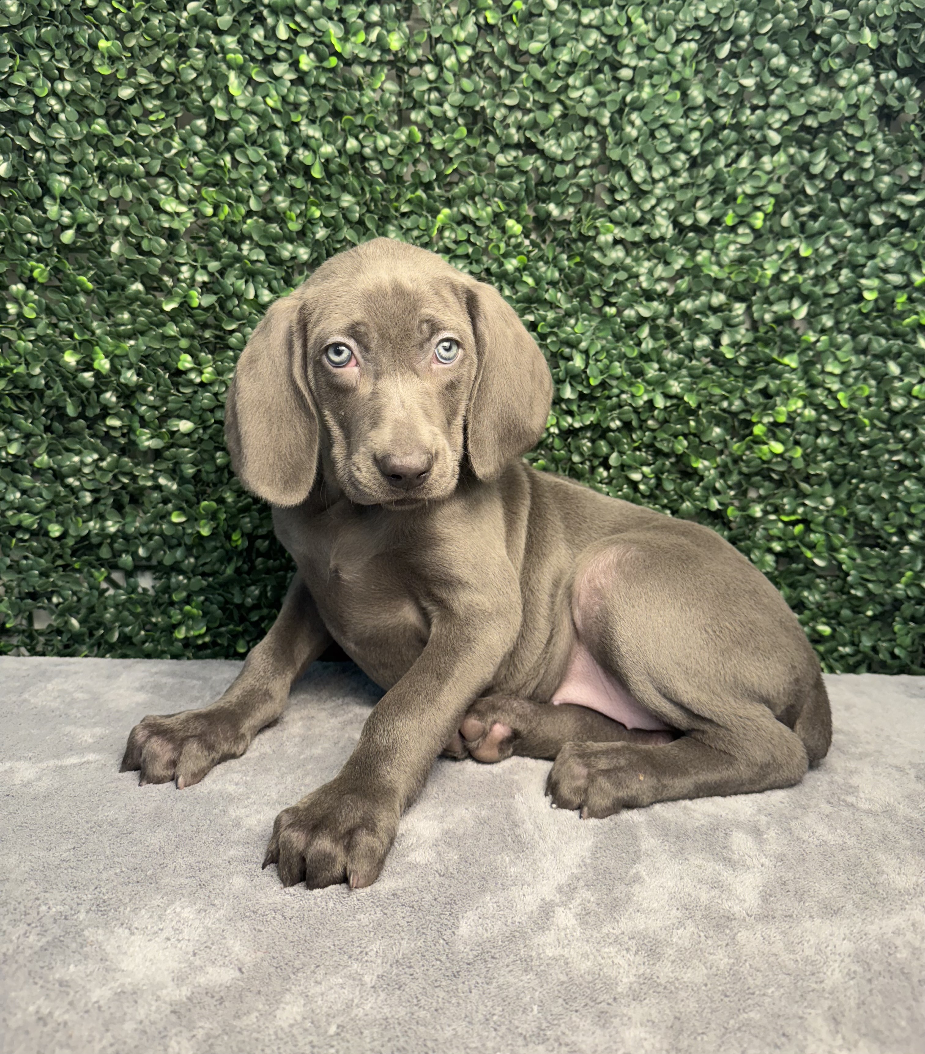 Weimaraner - 5002 Image #1