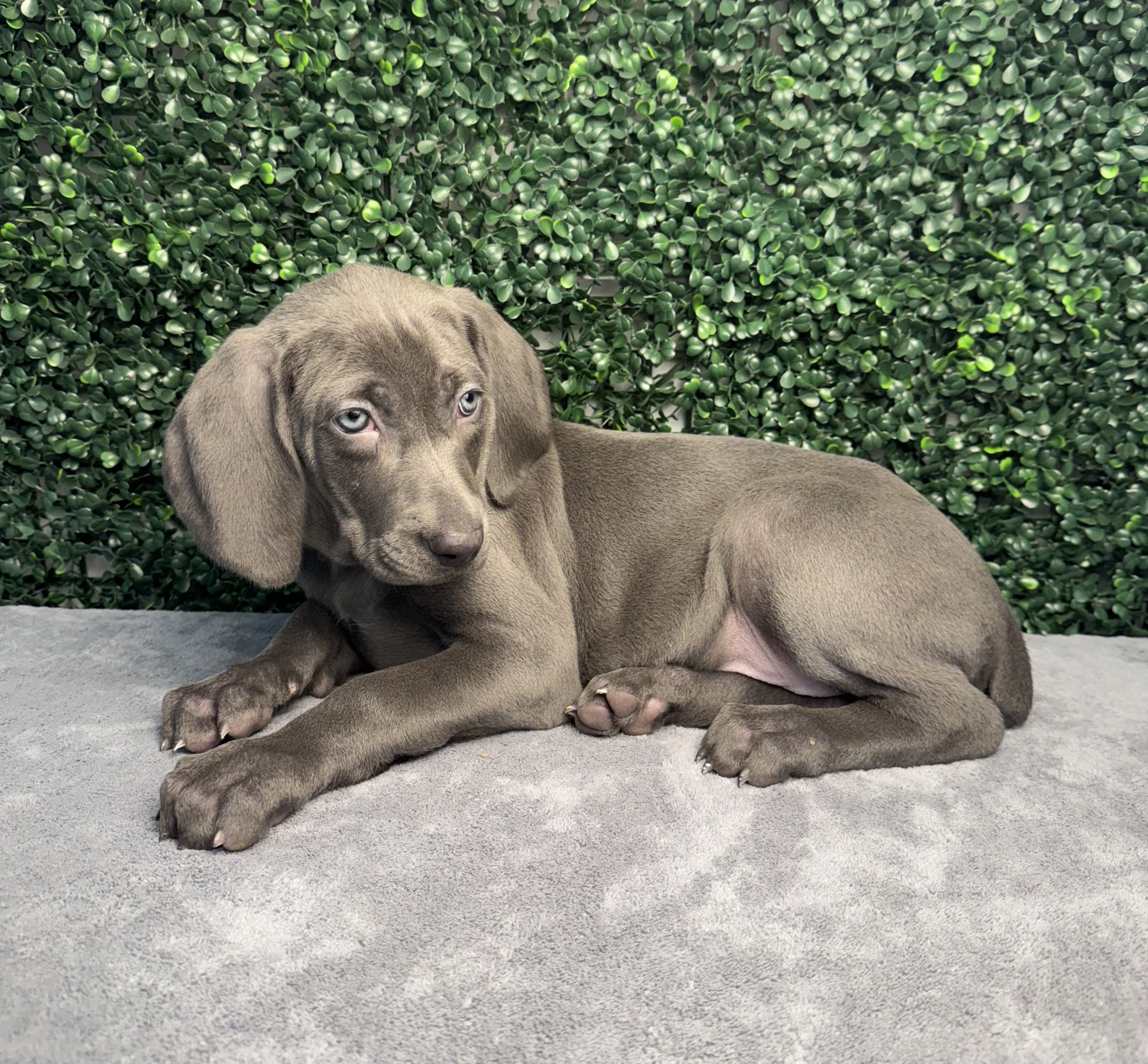 Weimaraner - 5002 Image #2