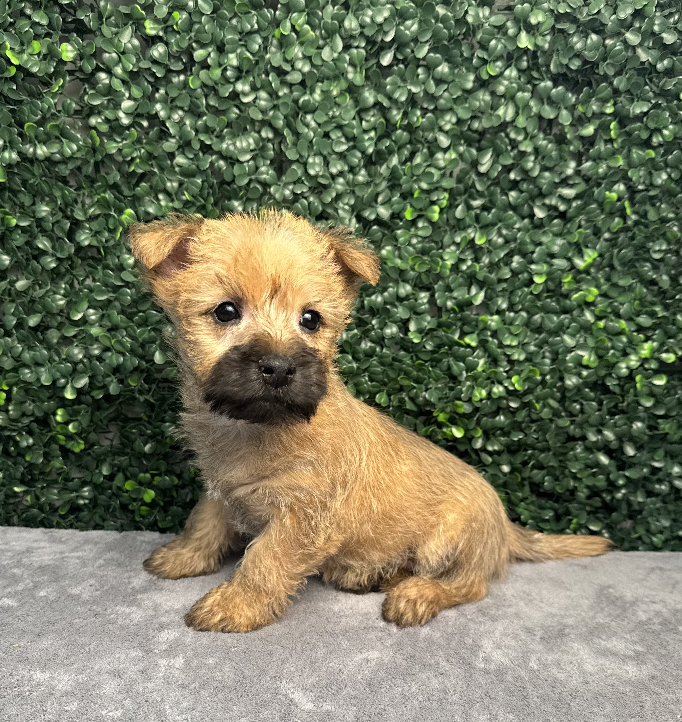 Cairn Terrier - 5006 Image #1