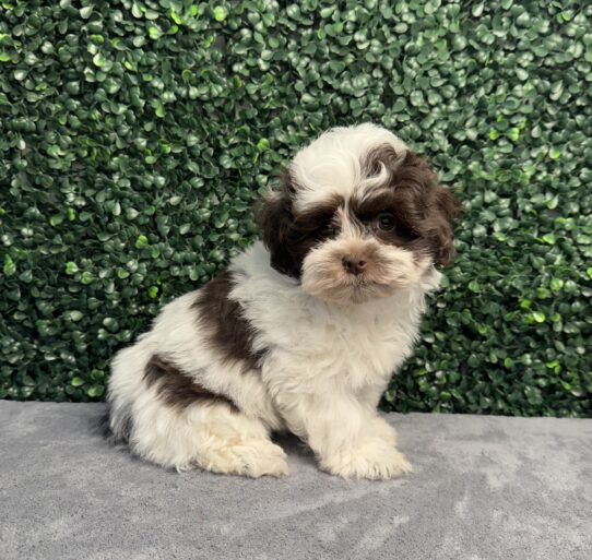 [#251877-01] Chocolate M ShihPoo Puppies for Sale