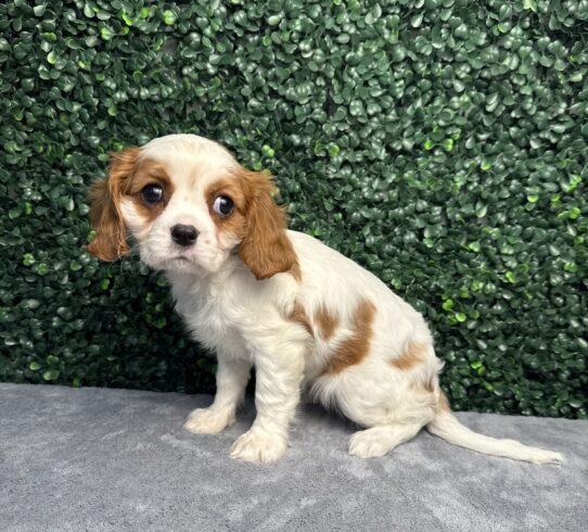 [#252150-05] Blenheim F Cavalier King Charles Spaniel Puppies for Sale