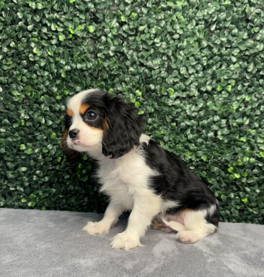 [#251928-01] Black M Cavalier King Charles Spaniel Puppies for Sale