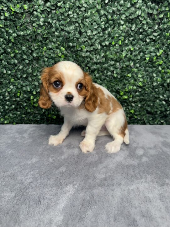 Cavalier King Charles Spaniel-Dog-Male--5009-Tiny Paws