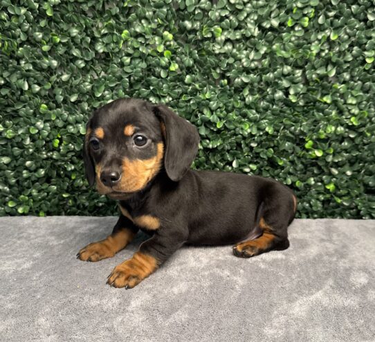 [#252036-03] Black / Tan M Dachshund Puppies for Sale
