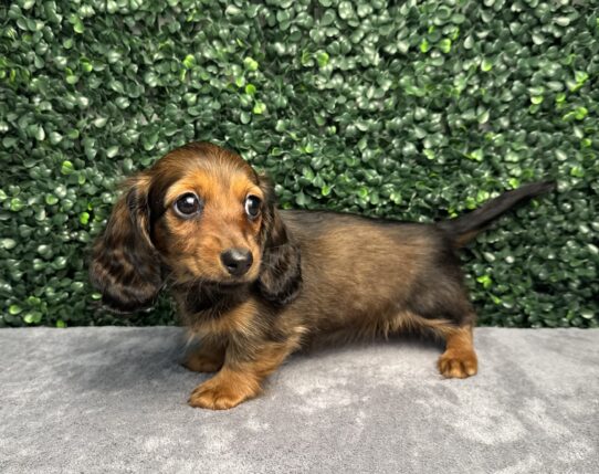 Dachshund-Dog-Female--5007-Tiny Paws