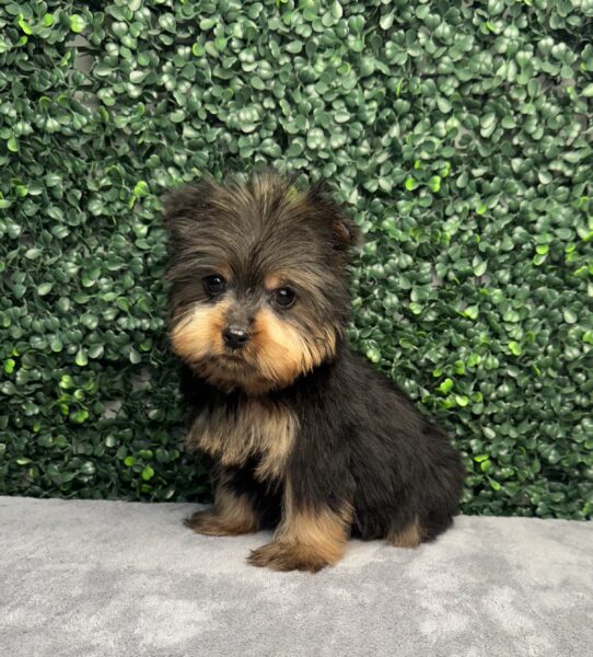 Yorkshire Terrier-Dog-Male--5011-Tiny Paws