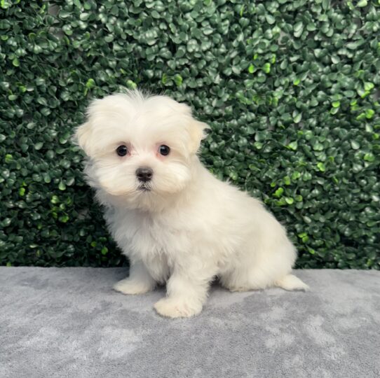 Maltese-Dog-Female--5015-Tiny Paws