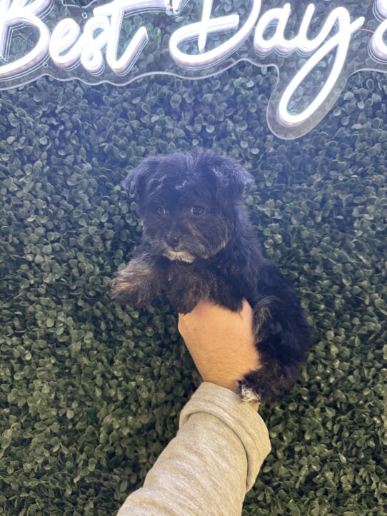 Yochon-Dog-Female--5013-Tiny Paws