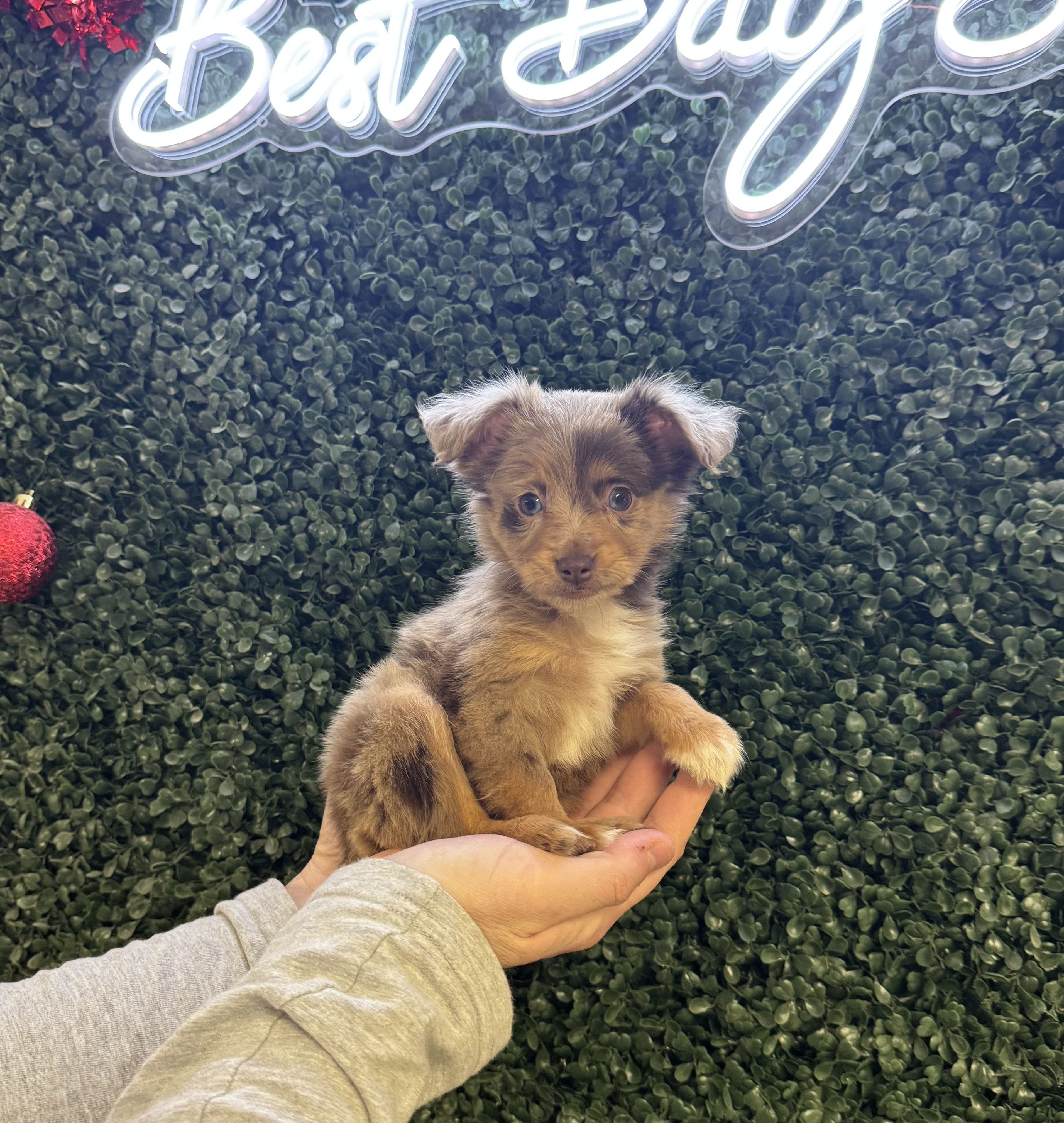 Toy Australian Shepherd - 5014 Image #1