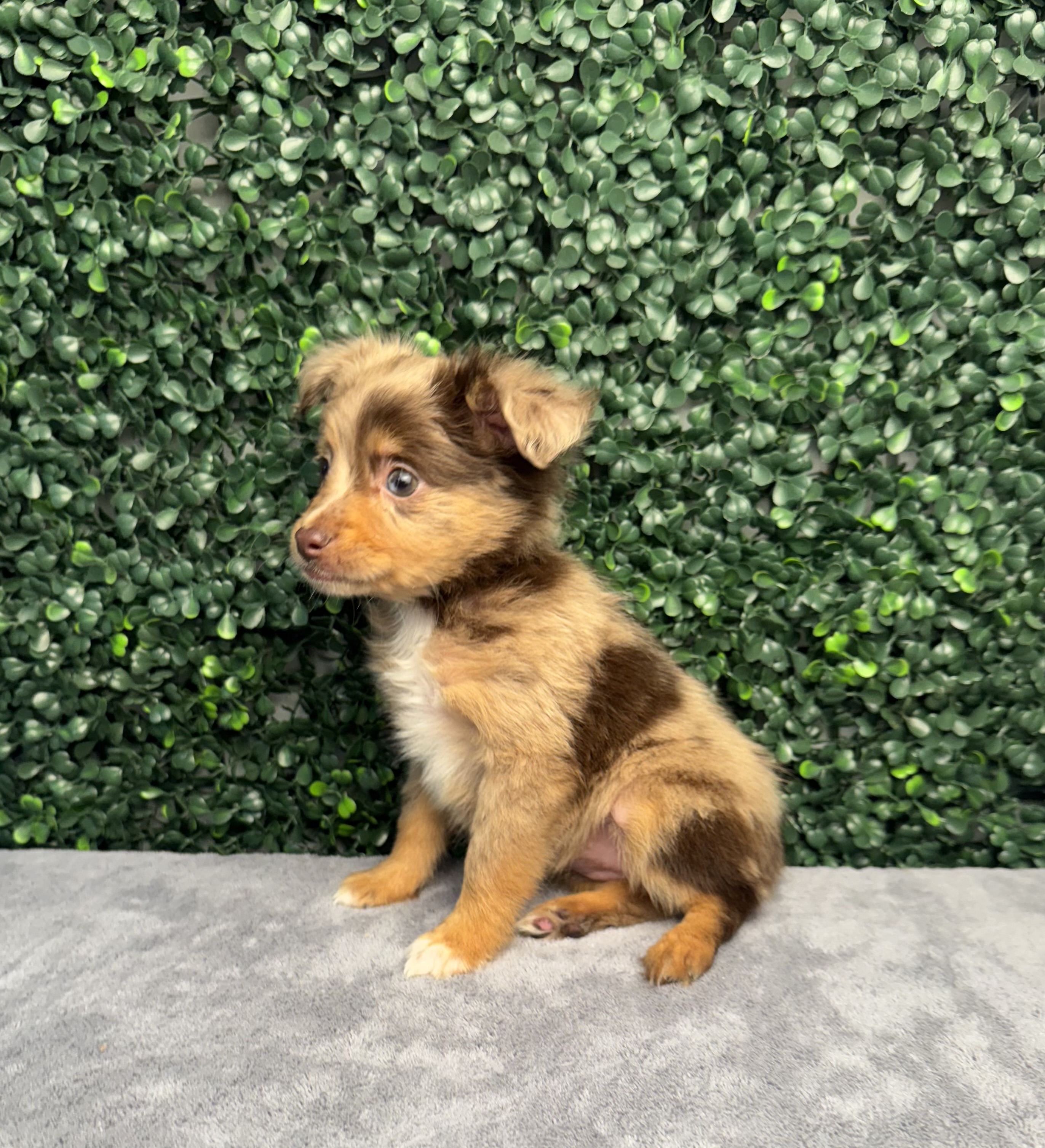 Toy Australian Shepherd - 5014 Image #2