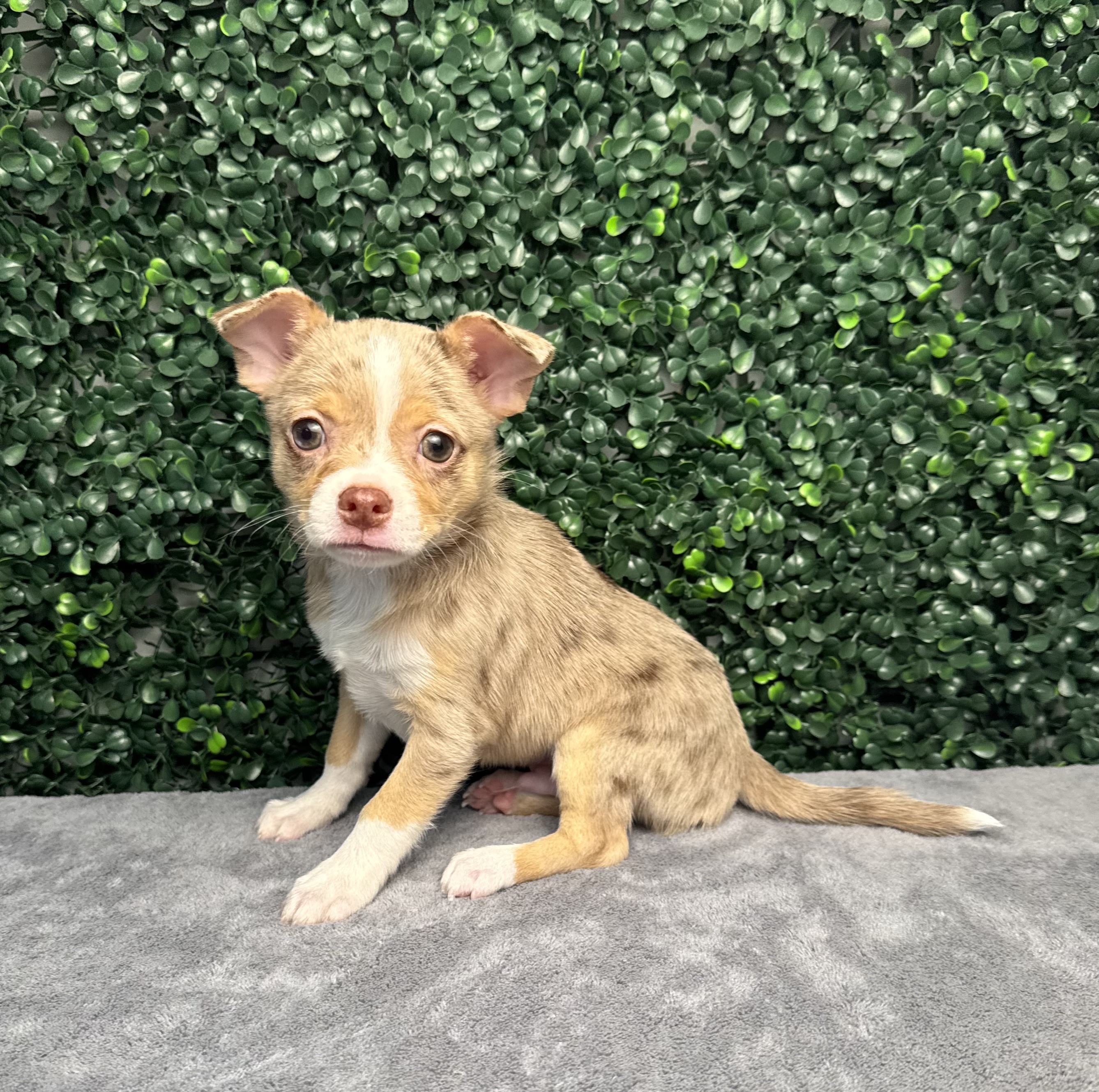 Chihuahua - 5012 Image #2