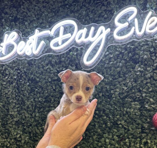 [#252062-01] Chocolate Merle M Chihuahua Puppies for Sale