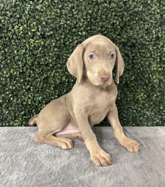 [#25331-03] Silver F Weimaraner Puppies for Sale