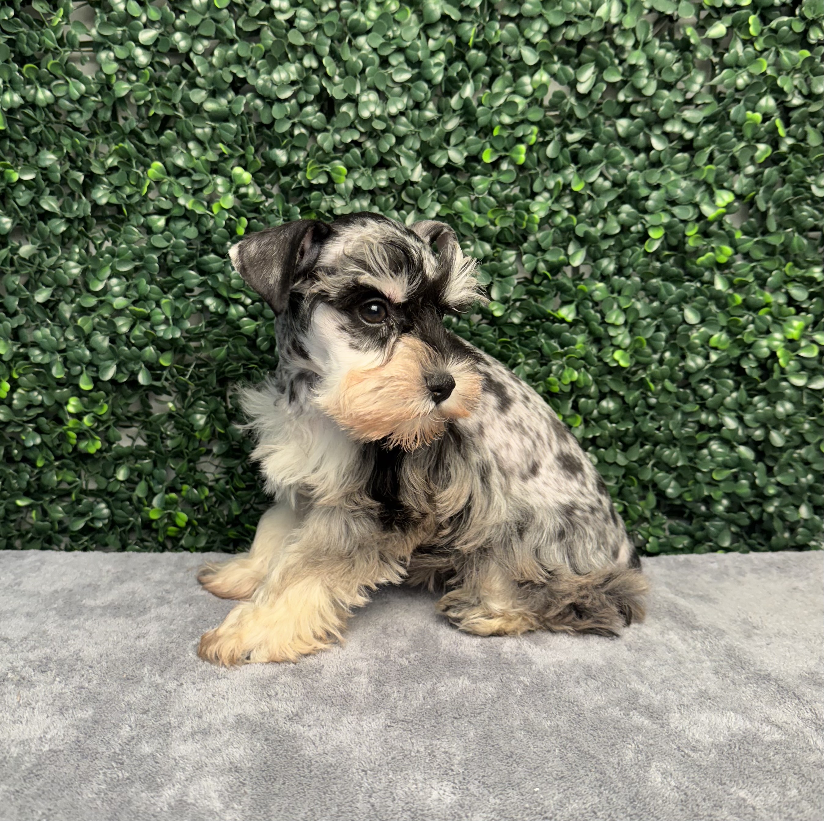 Miniature Schnauzer - 5019 Image #2