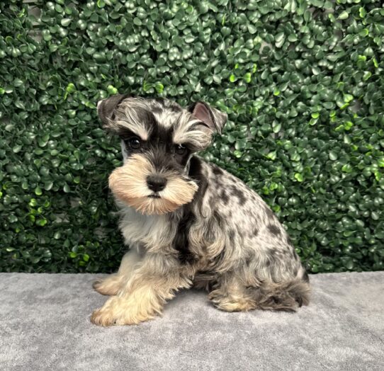 [#252178-03] Black Merle F Miniature Schnauzer Puppies for Sale