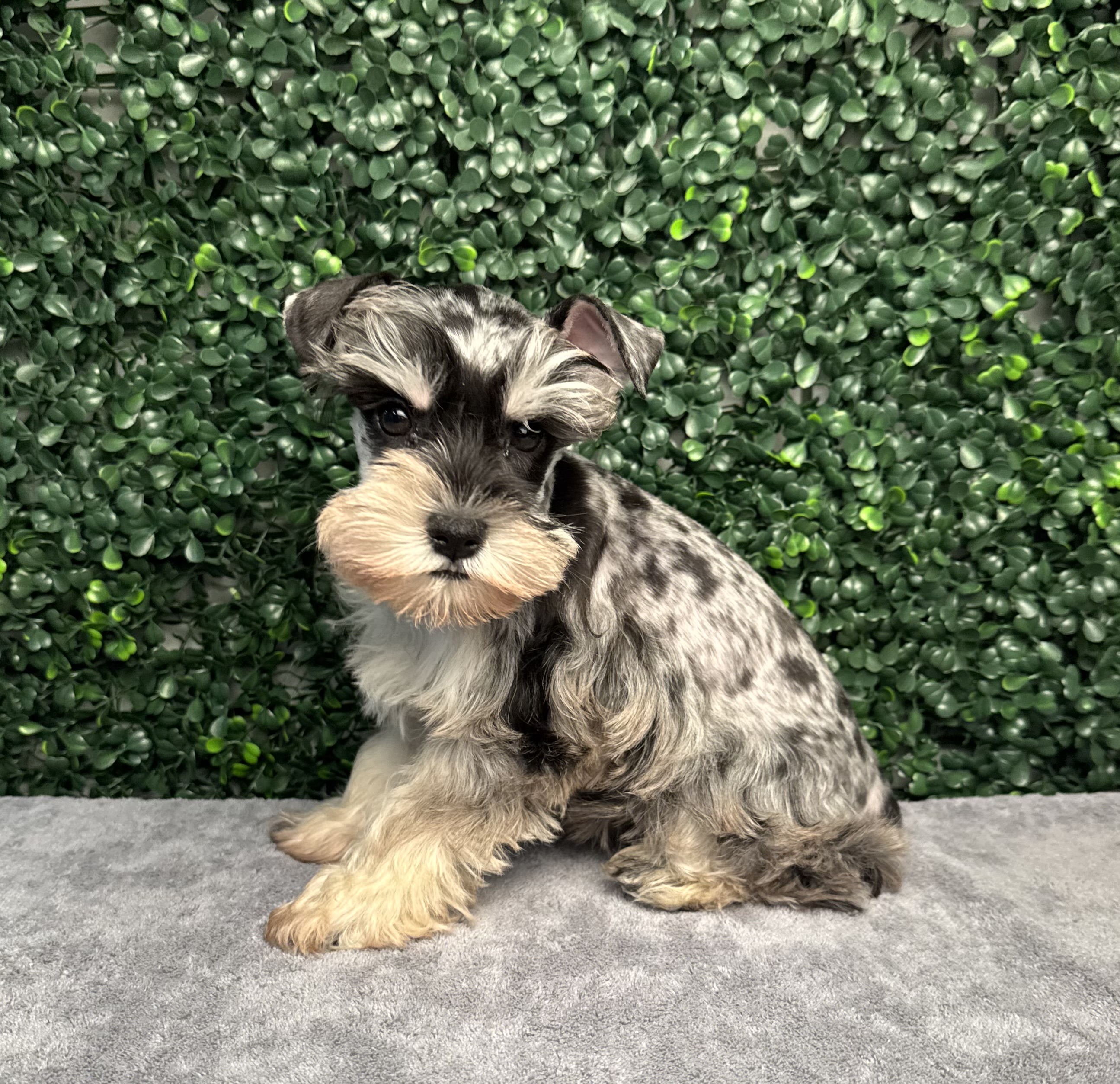 Miniature Schnauzer - 5019 Image #1