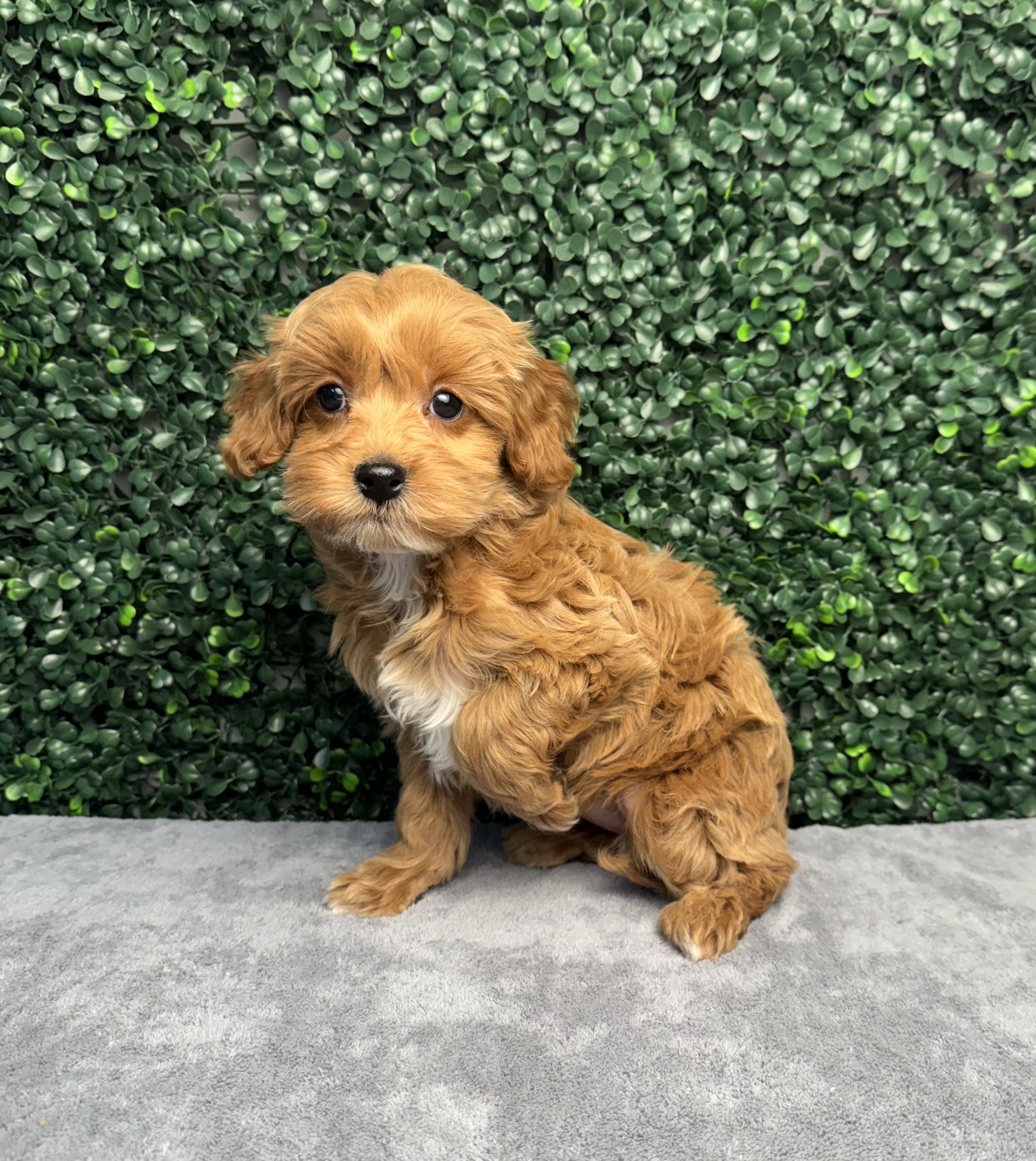 Cavapoo F1B - 5026 Image #2