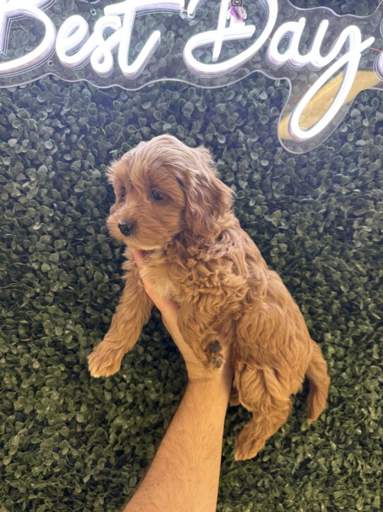 [#252125-09] Red F Cavapoo F1B Puppies for Sale