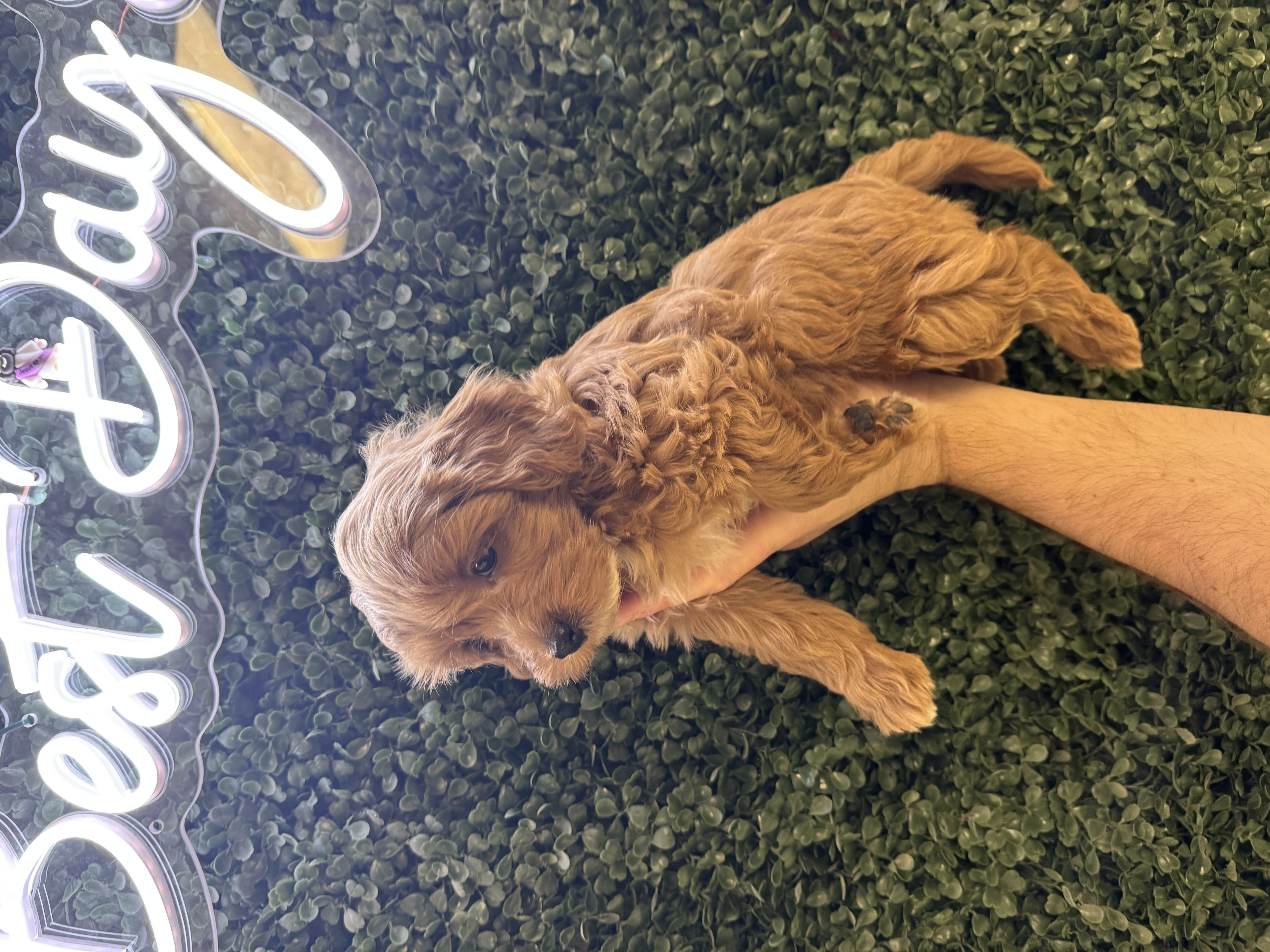 Cavapoo F1B - 5026 Image #1