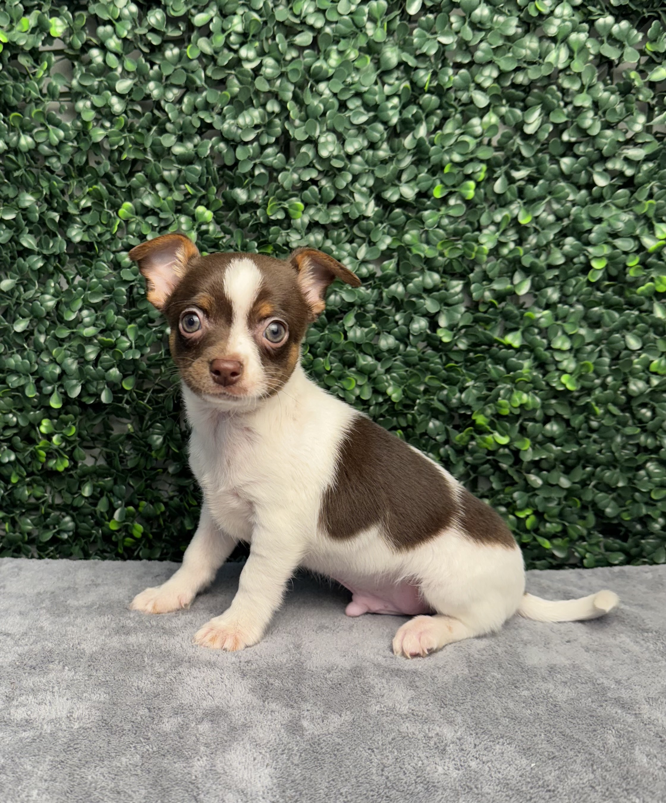 Chihuahua - 5018 Image #2