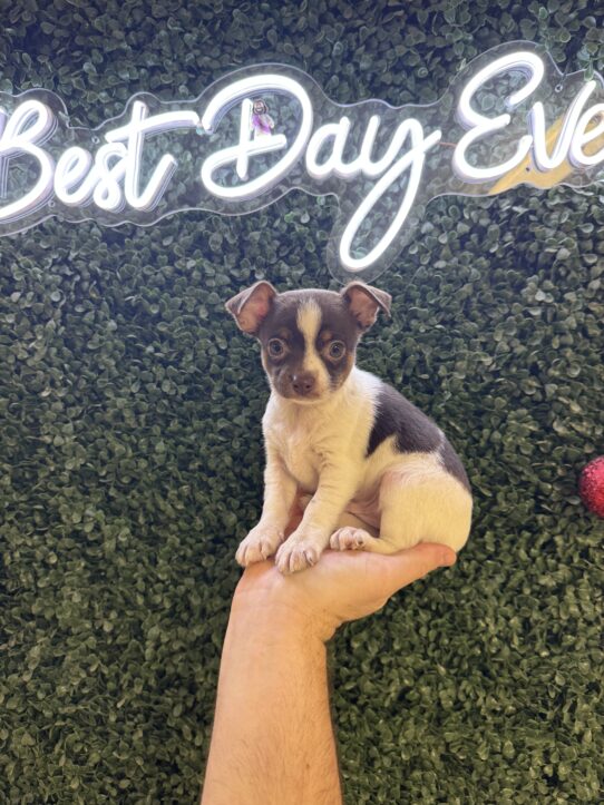 [#252174-02] Chocolate / White M Chihuahua Puppies for Sale