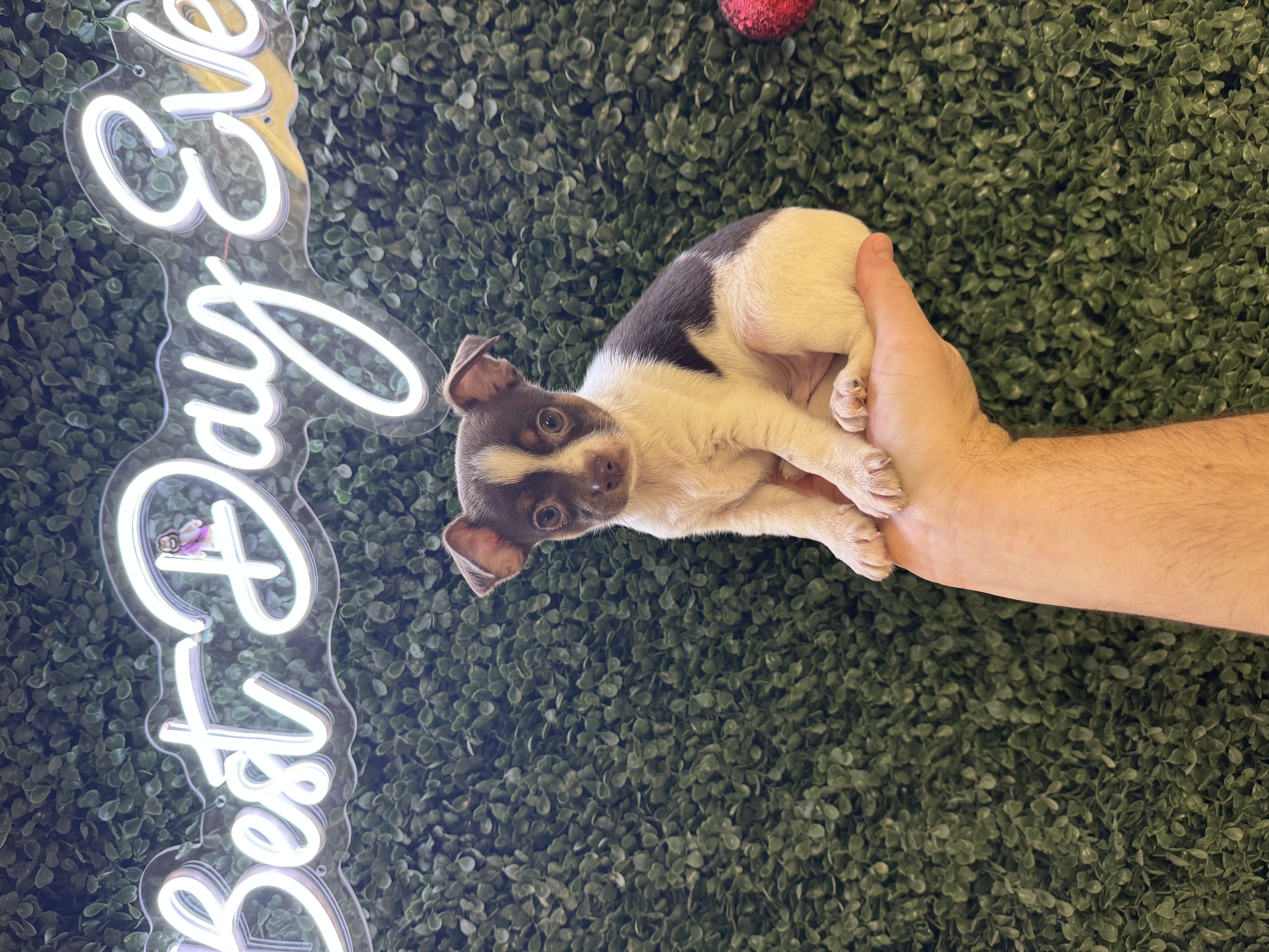 Chihuahua - 5018 Image #1