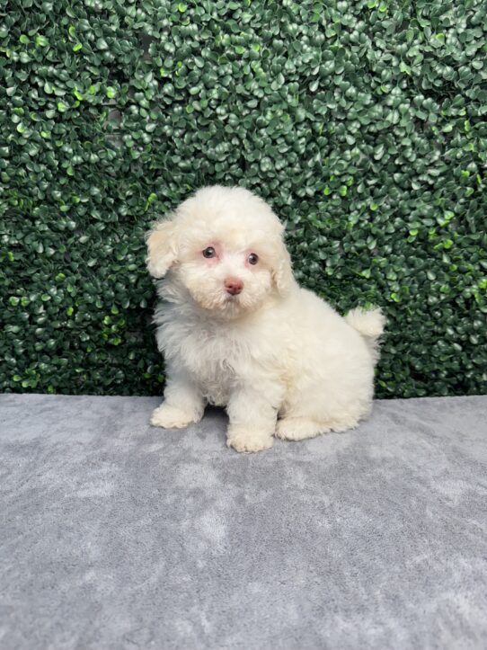 [#252185-02] White M Poochon Puppies for Sale