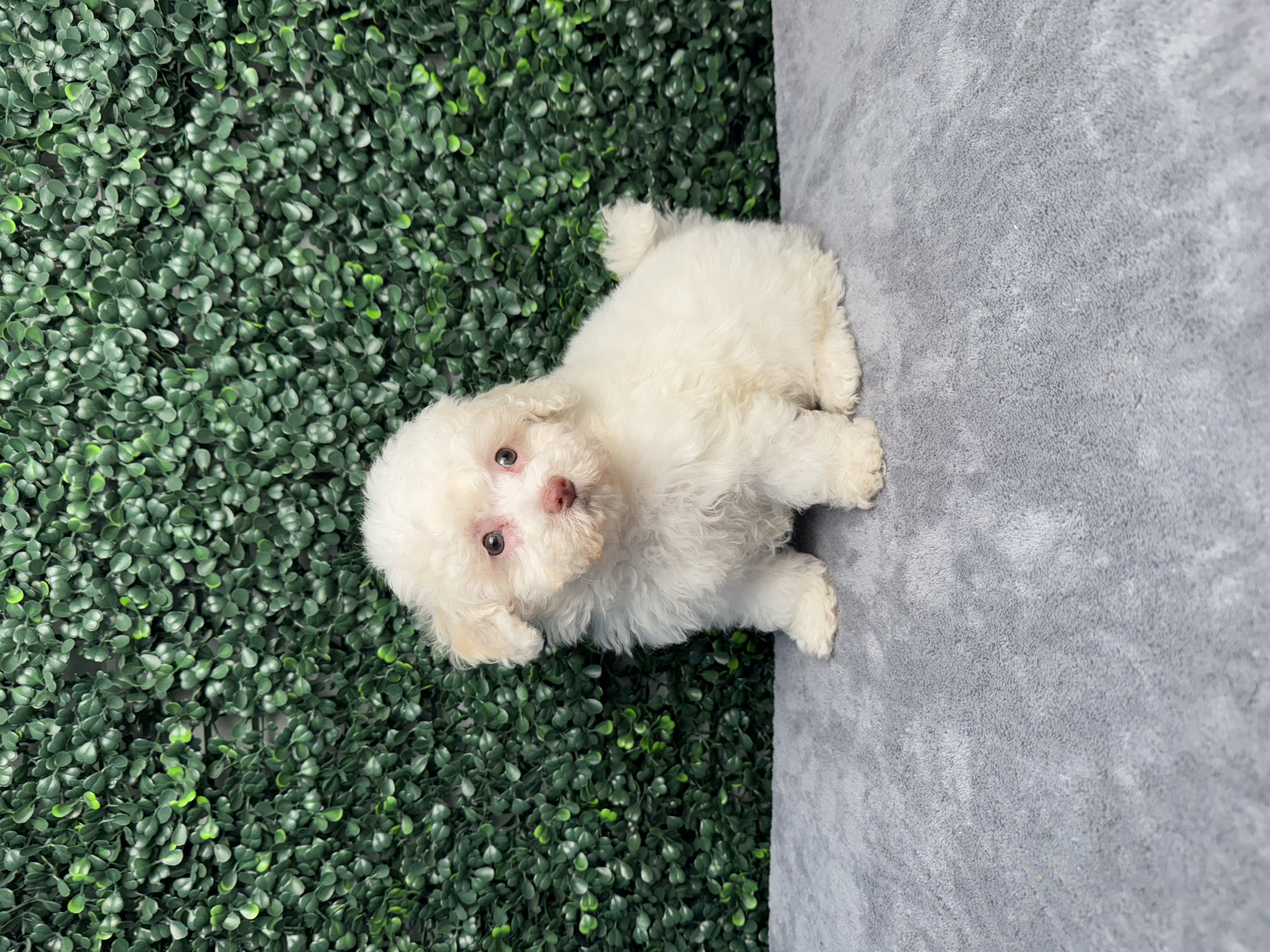Poochon - 5021 Image #1