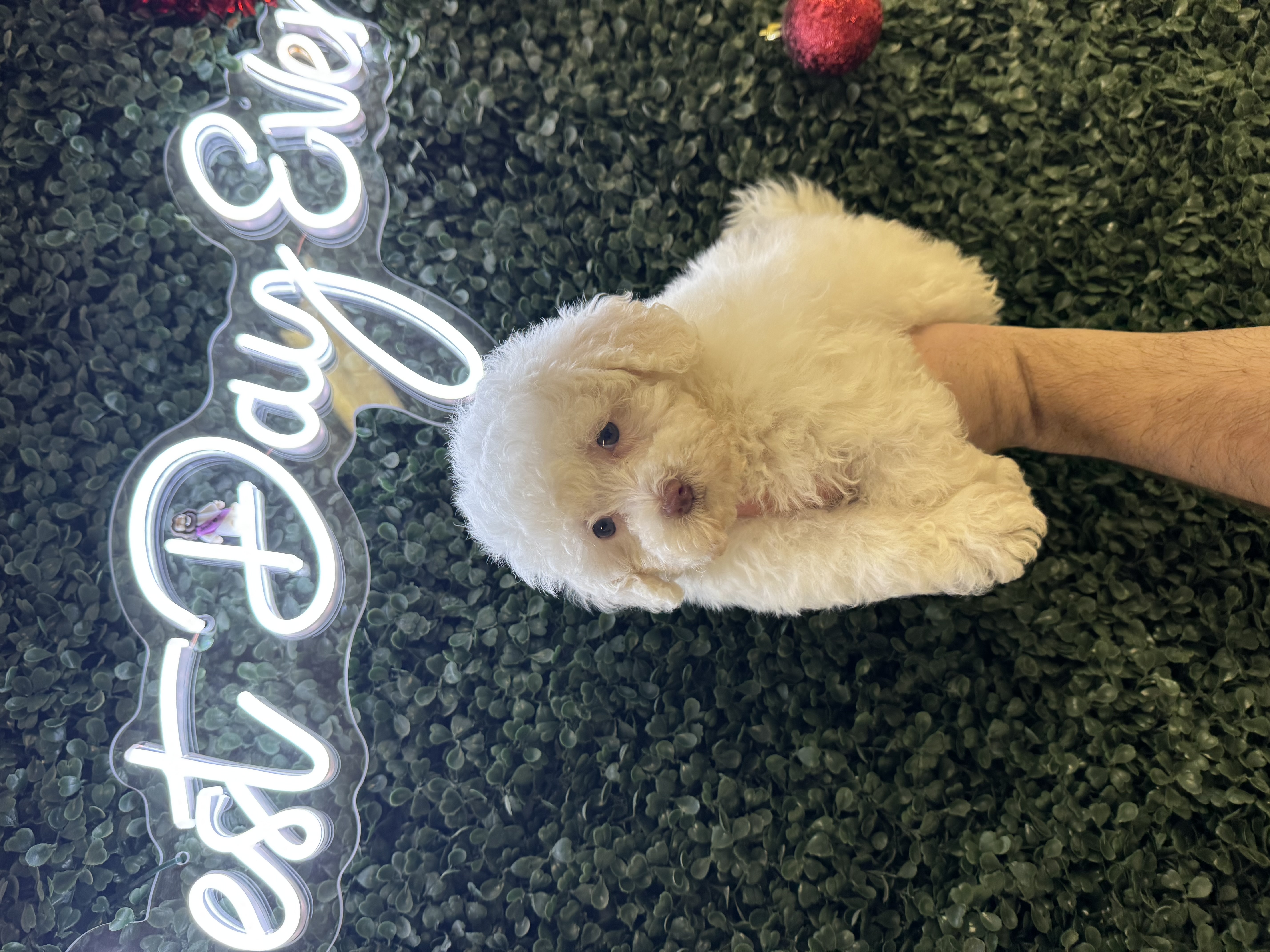 Poochon - 5021 Image #2