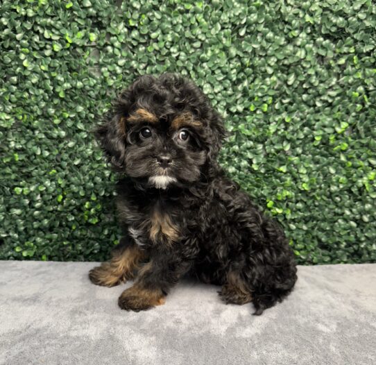 [#252394-01] Black / Tan F Poodle/Cavalier King Puppies for Sale