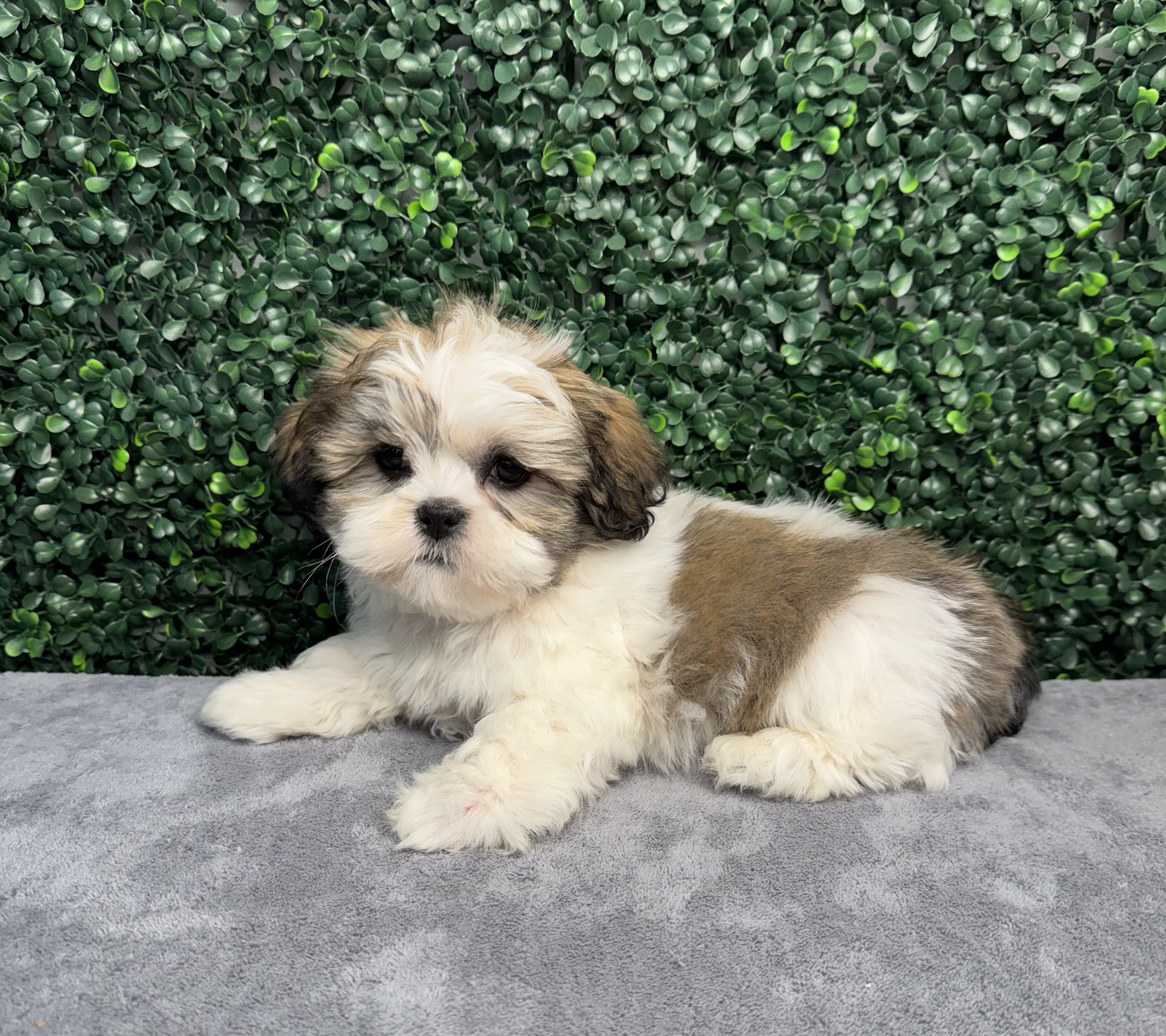 Lhasa Apso - 5025 Image #1