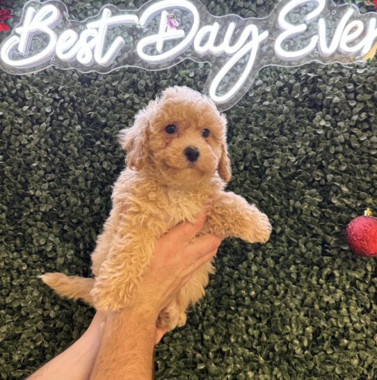 [#252173-03] Apricot M Poochon Puppies for Sale