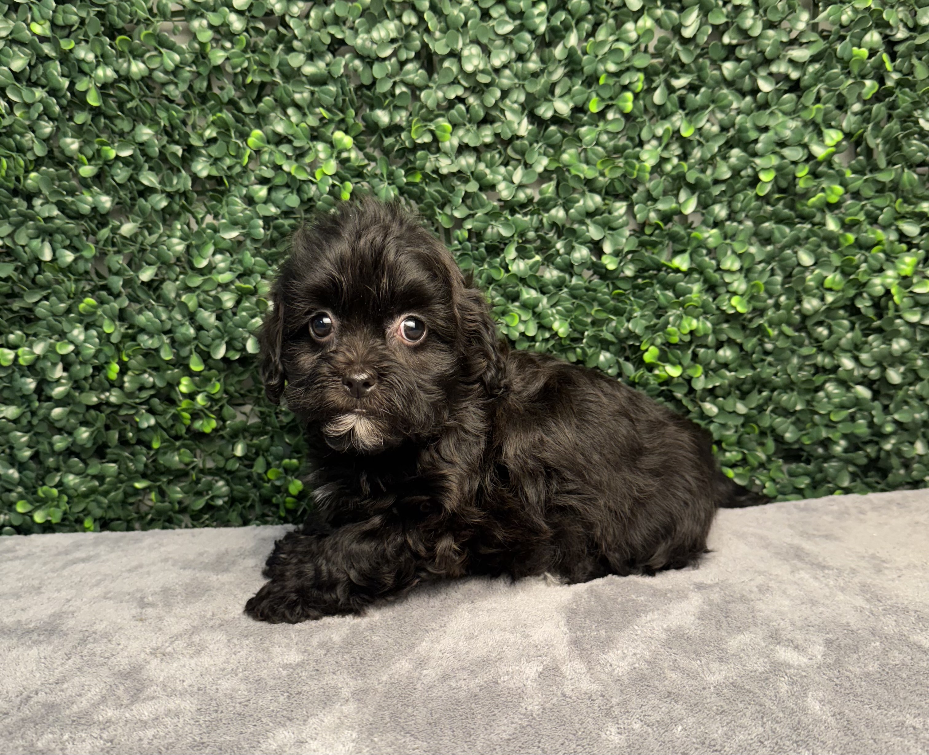 Daisy Dog - 5022 Image #2