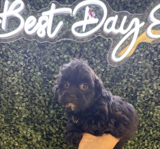 [#252224-04] Black F Daisy Dog Puppies for Sale