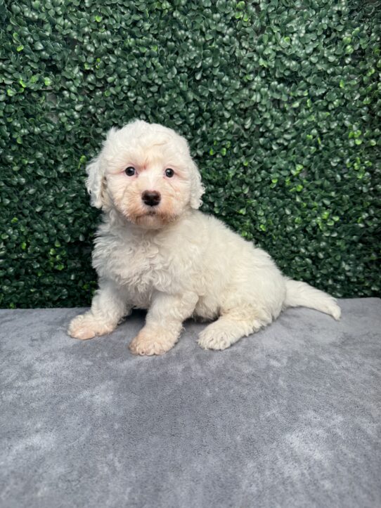 [#252184-02] White F Poochon Puppies for Sale