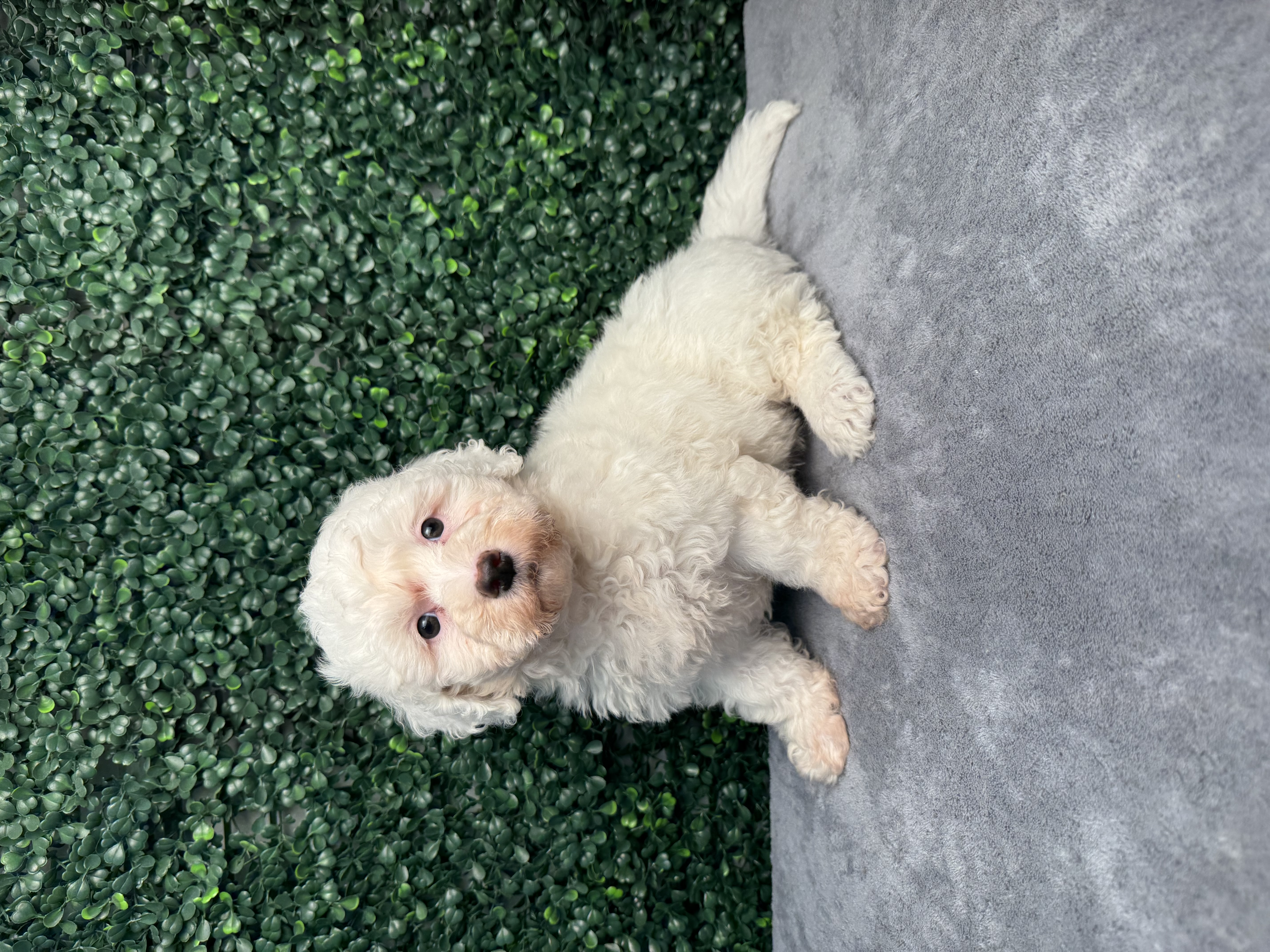 Poochon - 5020 Image #1