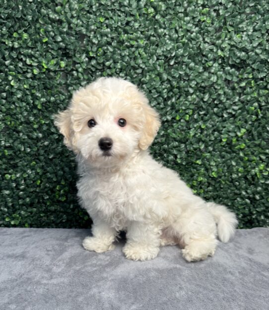 [#252397-01] Blenheim M Cavachon Puppies for Sale