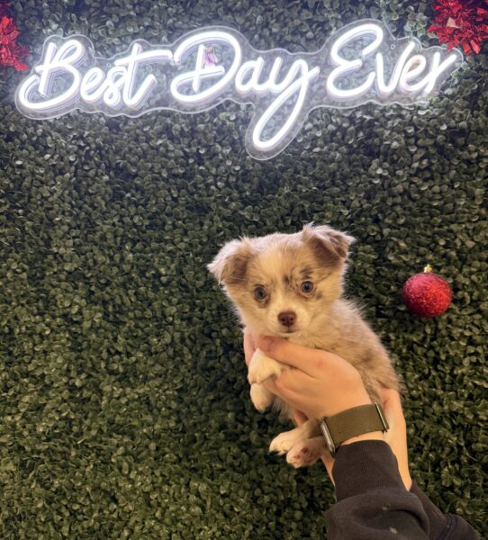 [#2590-01] Chocolate Merle F Chihuahua Puppies for Sale