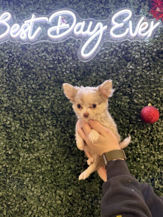 [#2590-02] Chocolate Merle F Chihuahua Puppies for Sale