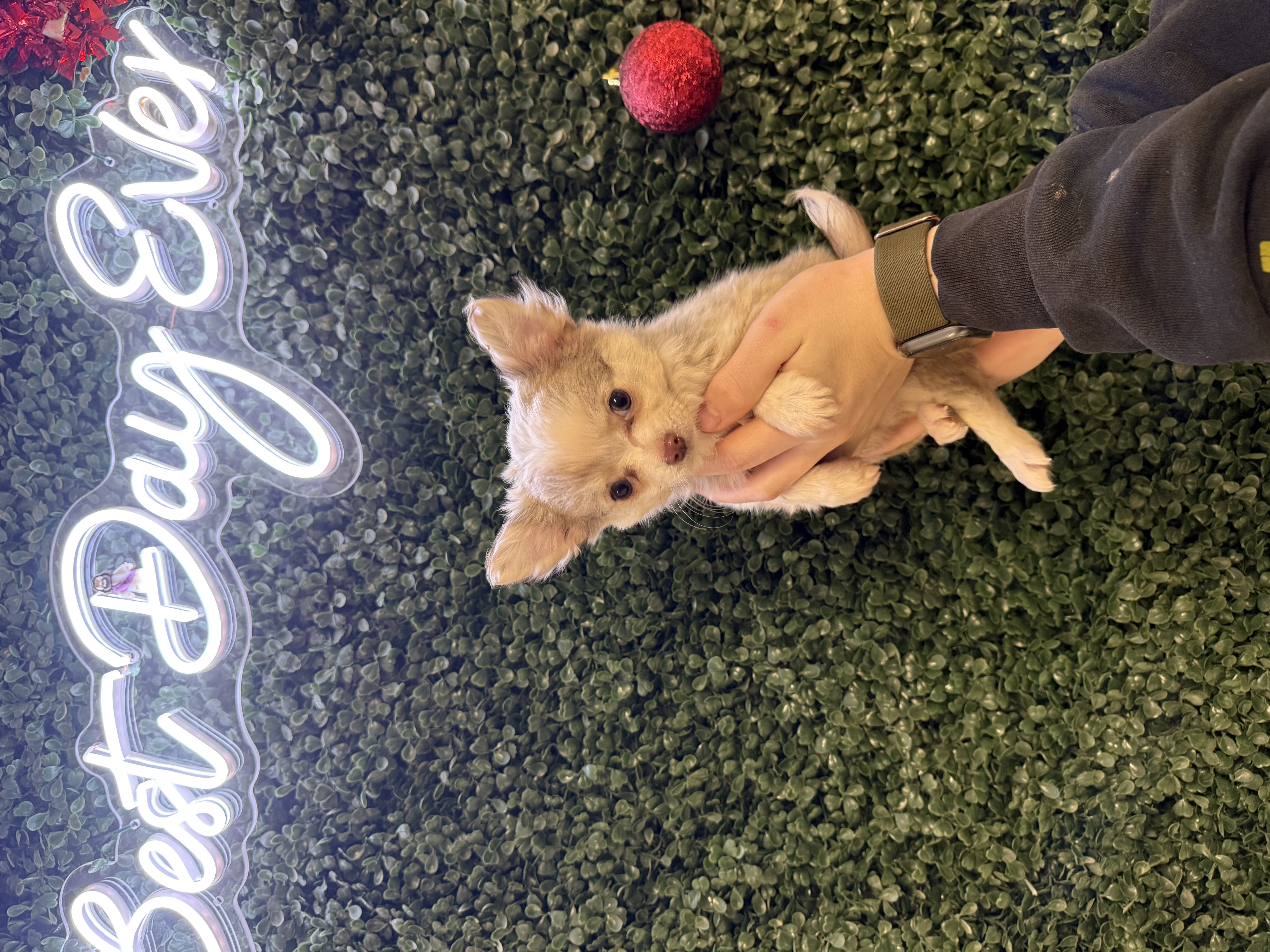 Chihuahua - 5044 Image #1