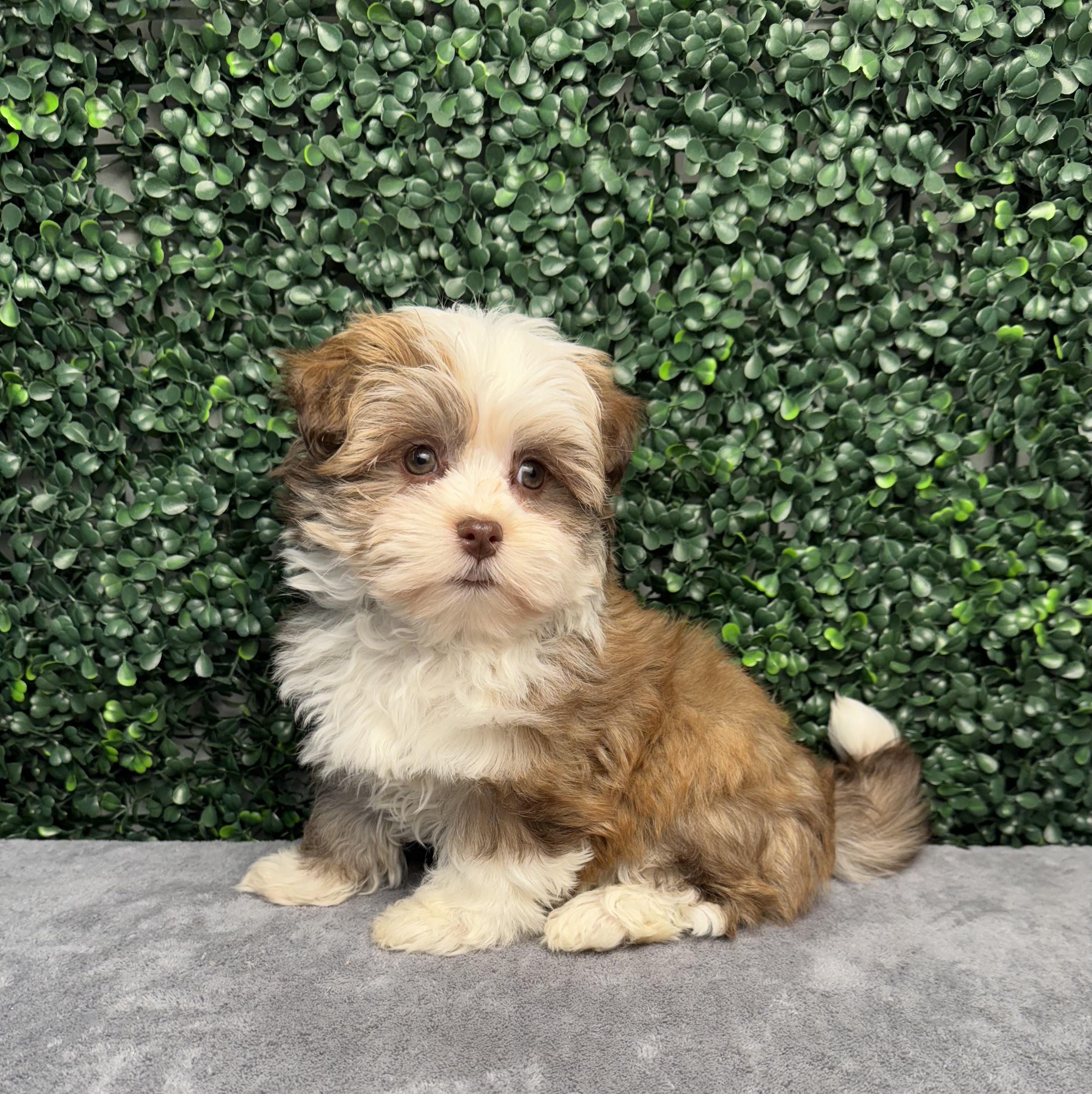 Havanese - 5028 Image #1