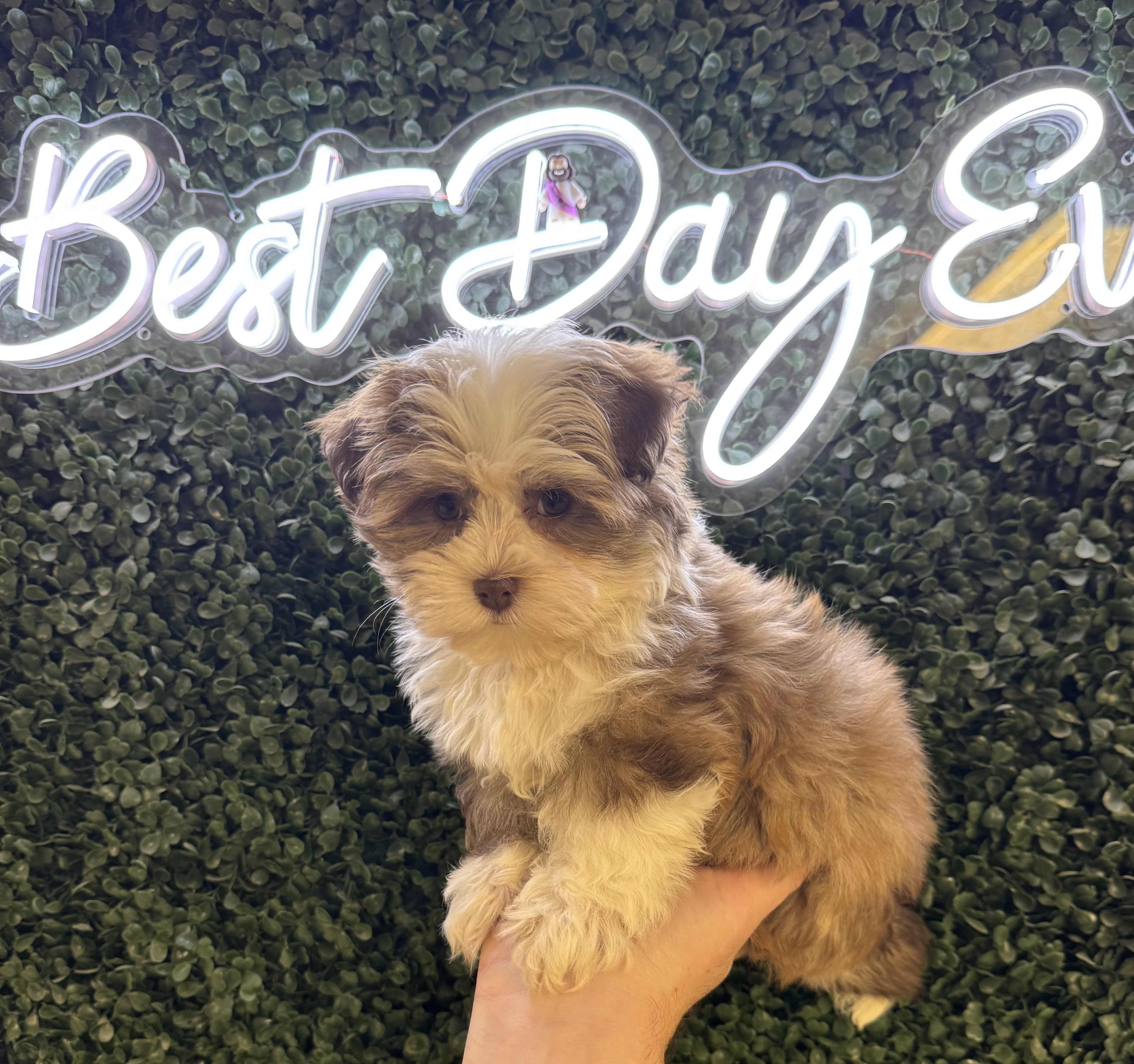 Havanese - 5028 Image #2