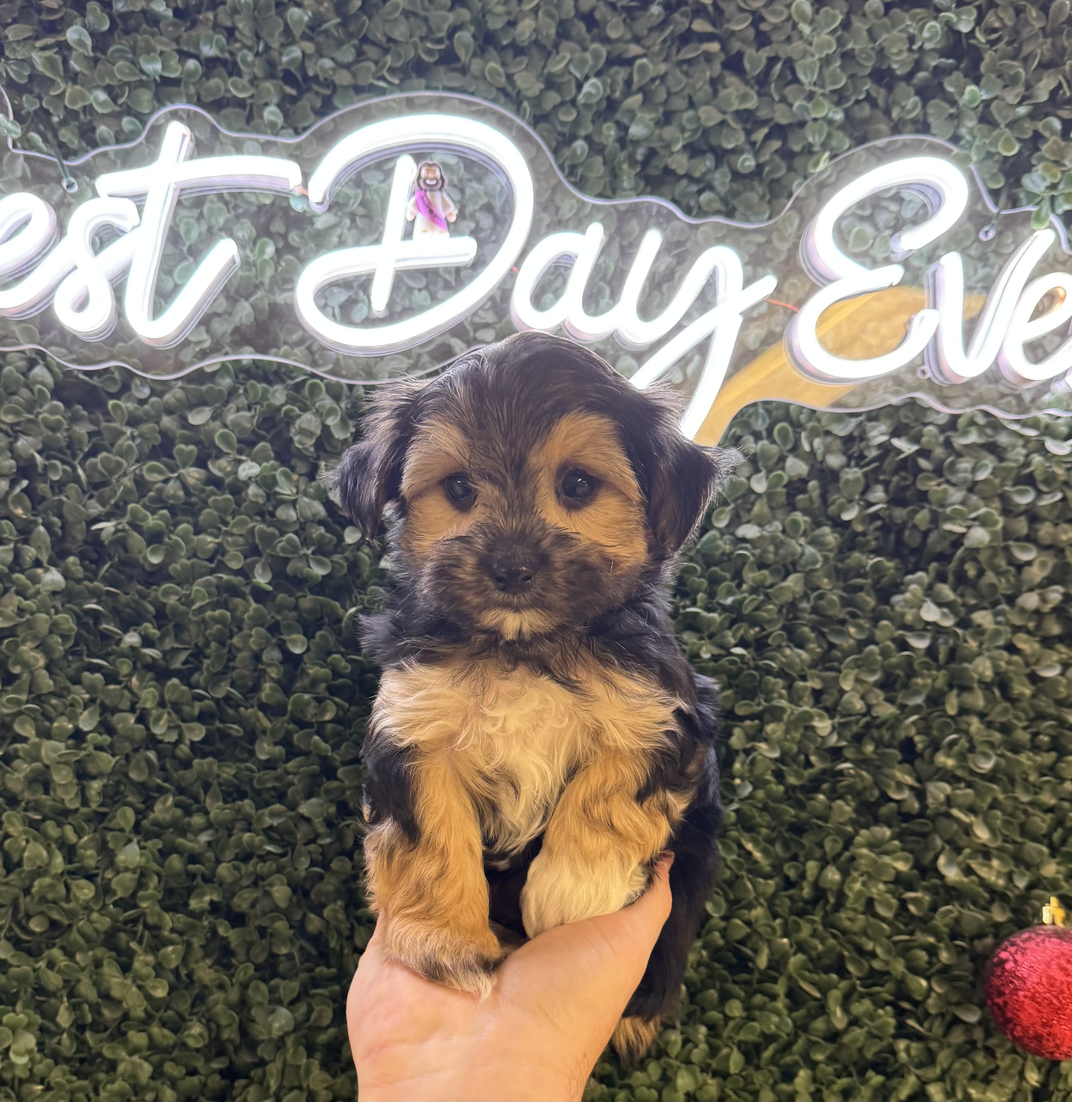 Morkie - 5033 Image #1