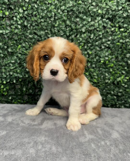 [#252297-04] Blenheim M Cavalier King Charles Spaniel Puppies for Sale