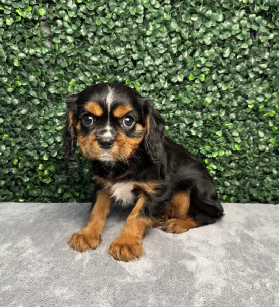 [#252250-03] Black / Tan F Cavalier King Charles Spaniel Puppies for Sale