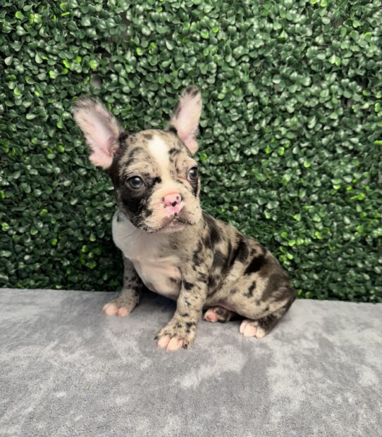 [#252191-03] Blue Merle F Frenchton Puppies for Sale