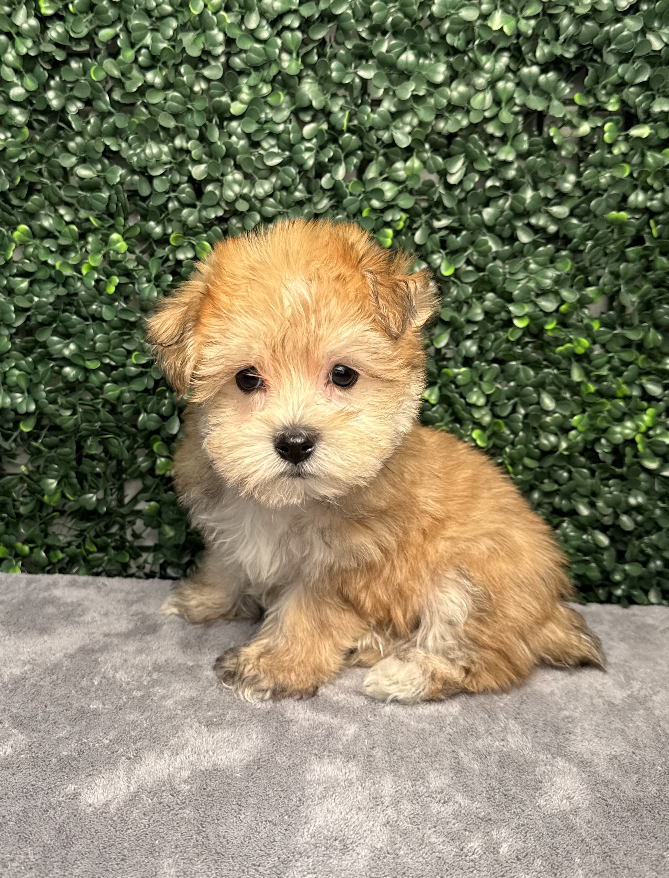 Morkie - 5027 Image #1