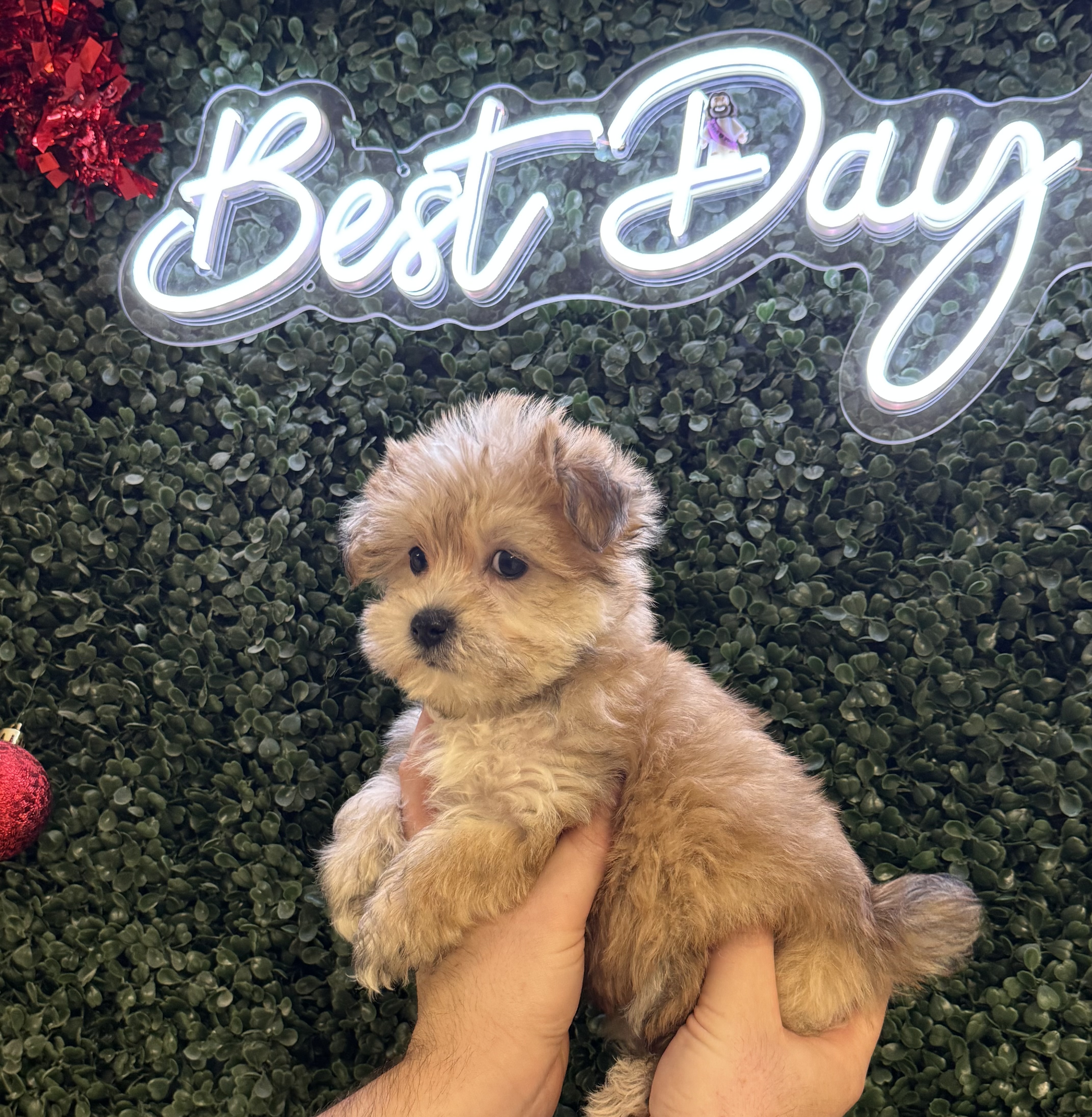 Morkie - 5027 Image #2